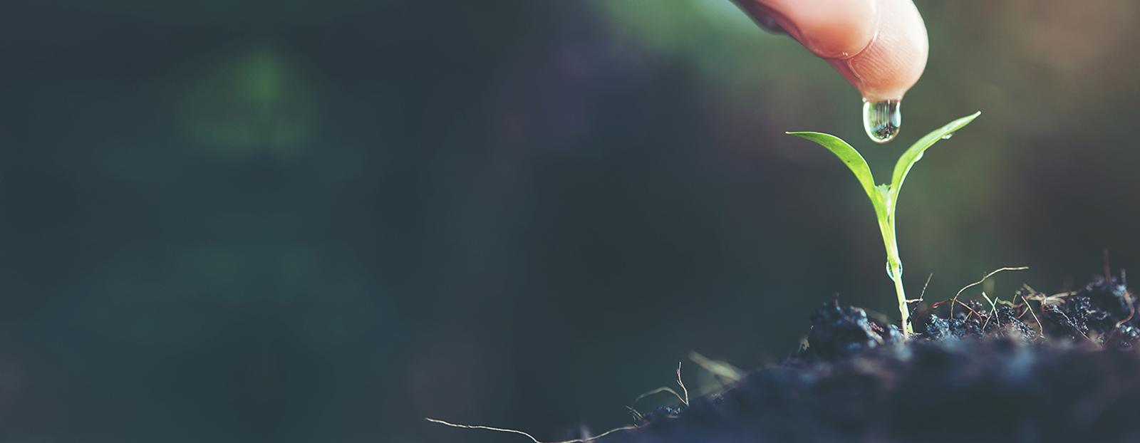 Slider Image Alt Text 3