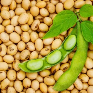 Soybean