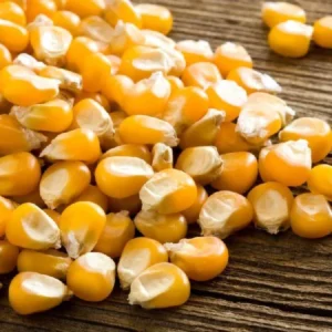 Maize